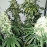 заказ семян конопли Спб Royal Gorilla feminised Royal Queen