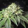 Pablo Escobar feminised Ganja Seeds Pablo Escobar feminised Ganja Seeds