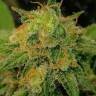 Pablo Escobar feminised Ganja Seeds Pablo Escobar feminised Ganja Seeds