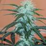качественные семена конопли Anesthesia regular Ganja Seeds качественные семена конопли Anesthesia regular Ganja Seeds