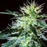 урожайные семена конопли Anesthesia regular Ganja Seeds урожайные семена конопли Anesthesia regular Ganja Seeds