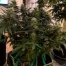 купить семена конопли Anesthesia regular Ganja Seeds купить семена конопли Anesthesia regular Ganja Seeds