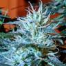 семена конопли Anesthesia regular Ganja Seeds семена конопли Anesthesia regular Ganja Seeds