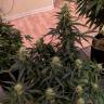 где заказать семена конопли Anesthesia regular Ganja Seeds где заказать семена конопли Anesthesia regular Ganja Seeds