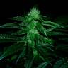 семена конопли автоцвет Auto OG Kush feminised семена конопли автоцвет Auto OG Kush feminised