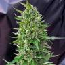 Deathlok feminised GanjaVIP Seeds Deathlok feminised GanjaVIP Seeds