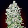 Deathlok feminised GanjaVIP Seeds Deathlok feminised GanjaVIP Seeds