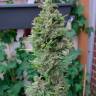 Deathlok feminised GanjaVIP Seeds Deathlok feminised GanjaVIP Seeds