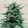 Deathlok feminised GanjaVIP Seeds Deathlok feminised GanjaVIP Seeds