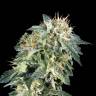 Deathlok feminised GanjaVIP Seeds Deathlok feminised GanjaVIP Seeds