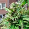 Deathlok feminised GanjaVIP Seeds Deathlok feminised GanjaVIP Seeds