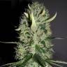 купить семена конопли Arjan's Haze 2 feminised Green House Seeds купить семена конопли Arjan's Haze 2 feminised Green House Seeds