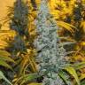 White Haze feminised Breeders Community Seeds White Haze feminised Breeders Community Seeds