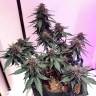 семена конопли марихуаны Auto Santa regular семена конопли марихуаны Auto Santa regular