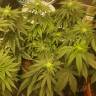 семена конопли в оригинальных упаковках OGKZ feminised Humboldt Seeds семена конопли в оригинальных упаковках OGKZ feminised Humboldt Seeds