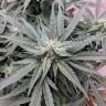 семена конопли дешево Auto Swiss Cheese feminised Nirvana Seeds семена конопли дешево Auto Swiss Cheese feminised Nirvana Seeds