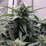 семена конопли с доставкой Auto Swiss Cheese feminised Nirvana Seeds семена конопли с доставкой Auto Swiss Cheese feminised Nirvana Seeds