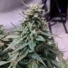 семена конопли гидропоники Auto Swiss Cheese feminised Nirvana Seeds семена конопли гидропоники Auto Swiss Cheese feminised Nirvana Seeds