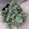 семена индийской конопли Auto Swiss Cheese feminised Nirvana Seeds семена индийской конопли Auto Swiss Cheese feminised Nirvana Seeds