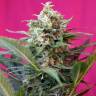 семена каннабиса Auto Big Devil XL feminised Sweet Seeds семена каннабиса Auto Big Devil XL feminised Sweet Seeds
