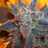 семена конопли Спб Auto Purple feminised семена конопли Спб Auto Purple feminised