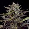 Havok feminised GanjaVIP Seeds Havok feminised GanjaVIP Seeds