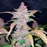 Havok feminised GanjaVIP Seeds Havok feminised GanjaVIP Seeds