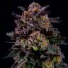 Havok feminised GanjaVIP Seeds Havok feminised GanjaVIP Seeds