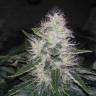 White Widow feminised Breeders Community Seeds White Widow feminised Breeders Community Seeds