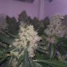 White Widow feminised Breeders Community Seeds White Widow feminised Breeders Community Seeds