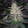 White Widow feminised Breeders Community Seeds White Widow feminised Breeders Community Seeds