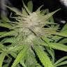 семена конопли скороспелый купить Auto Shark regular семена конопли скороспелый купить Auto Shark regular