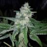 семена конопли с доставкой Auto Shark regular семена конопли с доставкой Auto Shark regular