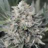где заказать семена конопли Pineapple Skunk feminised Humboldt Seeds где заказать семена конопли Pineapple Skunk feminised Humboldt Seeds