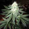 семена конопли наложенным платежом Pineapple Skunk feminised Humboldt Seeds семена конопли наложенным платежом Pineapple Skunk feminised Humboldt Seeds