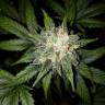 семена конопли в фирменной упаковке Auto White Widow feminised Nirvana Seeds