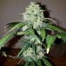 семена конопли интернет магазин Auto White Widow feminised Nirvana Seeds