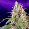 семена каннабиса Auto Cream Mandarine feminised Sweet Seeds семена каннабиса Auto Cream Mandarine feminised Sweet Seeds