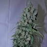 семена конопли для курения Jack 47 feminised Sweet Seeds семена конопли для курения Jack 47 feminised Sweet Seeds