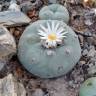 Семена кактуса Lophophora diffusa var. lutea Семена кактуса Lophophora diffusa var. lutea