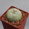 Купить семена кактуса Lophophora diffusa var. lutea Купить семена кактуса Lophophora diffusa var. lutea