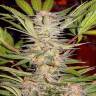 S.A.D. (Sweet Afgani Delicious) feminised Ganja Seeds Fast Version S.A.D. (Sweet Afgani Delicious) feminised Ganja Seeds Fast Version