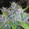семена конопли наложенным платежом Auto Red Poison feminised семена конопли наложенным платежом Auto Red Poison feminised