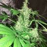 Hyperion feminised GanjaVIP Seeds Hyperion feminised GanjaVIP Seeds