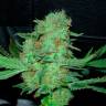 Hyperion feminised GanjaVIP Seeds Hyperion feminised GanjaVIP Seeds