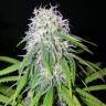 семена конопли почтой Arjan's Ultra Haze 1 feminised Green House Seeds семена конопли почтой Arjan's Ultra Haze 1 feminised Green House Seeds