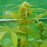 Lemon Zkittle feminised Dutch Passion Seeds Lemon Zkittle feminised Dutch Passion Seeds