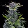 купить в России Auto White Widow feminised купить в России Auto White Widow feminised