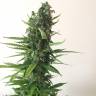 заказать почтой Auto White Widow feminised заказать почтой Auto White Widow feminised