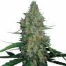 заказать на сайте семена конопли G13 regular заказать на сайте семена конопли G13 regular